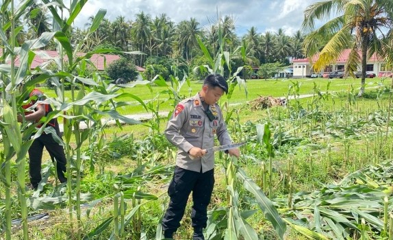 Gelar Panen Raya Jagung